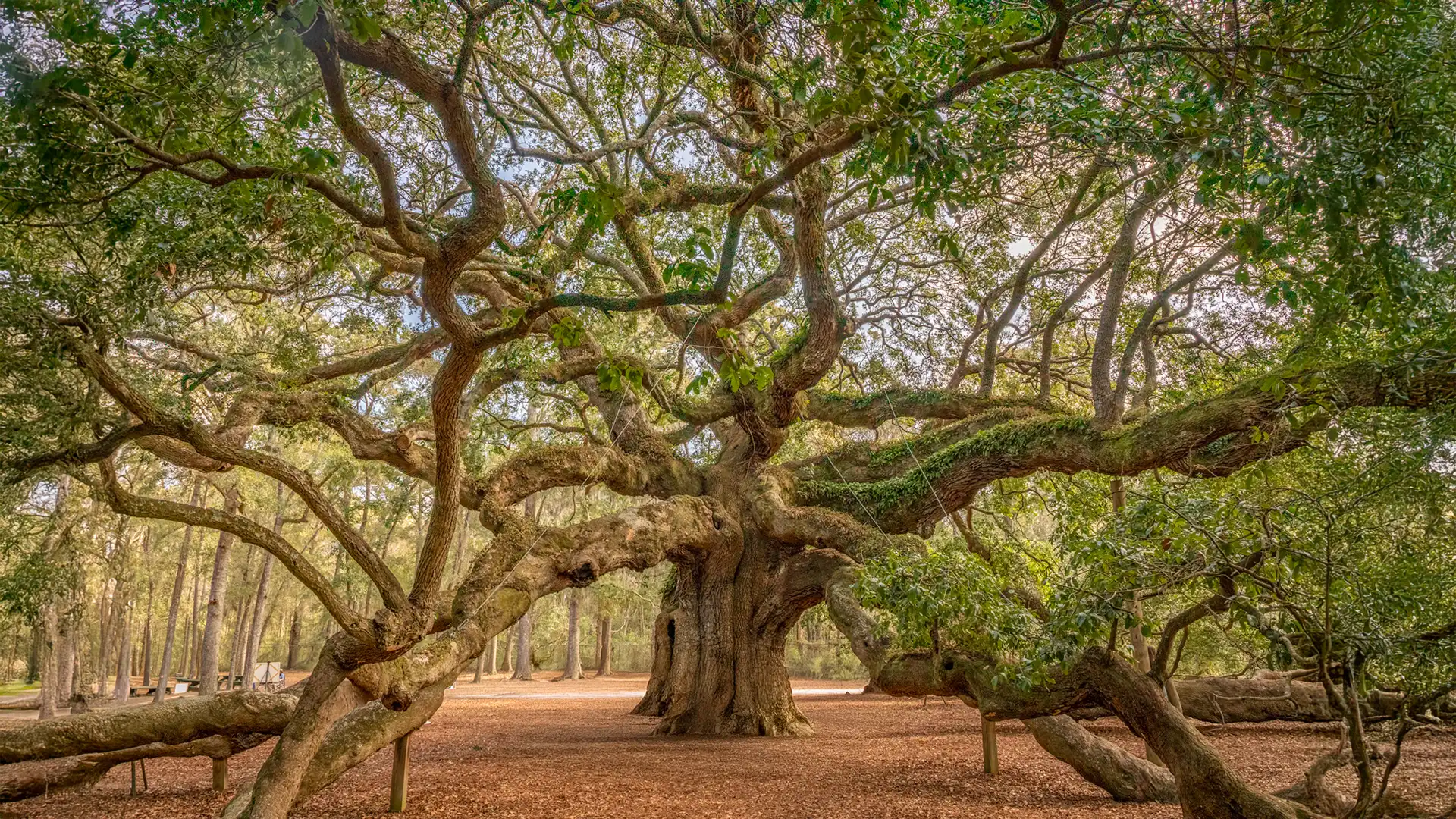 The Angel Oak